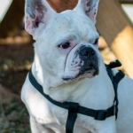 Элитные программы лояльности казино без депозита