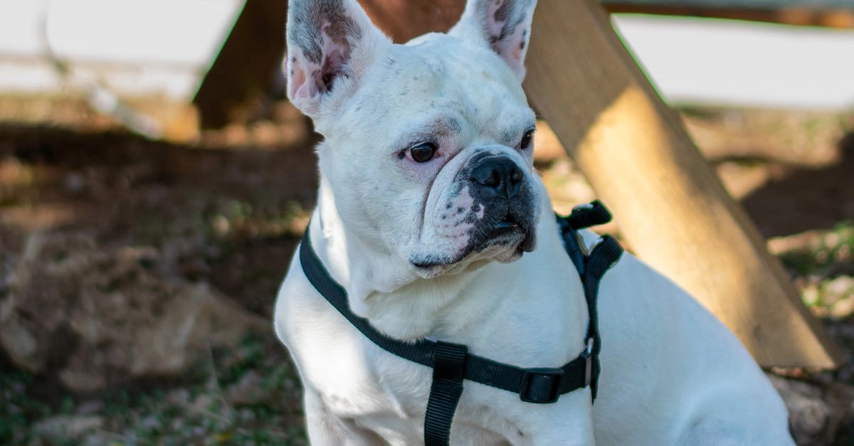 Элитные программы лояльности казино без депозита