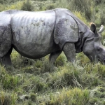 Слот Great Rhino Deluxe - демонстрация крупных выигрышей и успеха