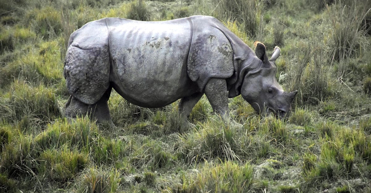 Слот Great Rhino Deluxe - демонстрация крупных выигрышей и успеха